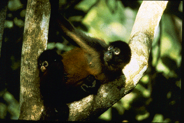 Mother and infant spider monkeys (another South American species) resting in a tree