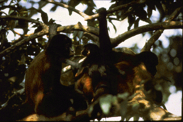 Juvenile spider monkey looks at infant on mother's back.