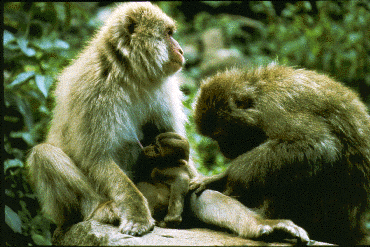 Mother Japanese macaque holds nursing infant while troop member grooms her.