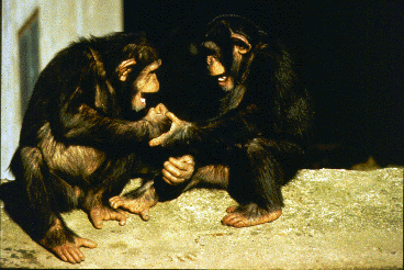 Young chimpanzees at play in a zoo.