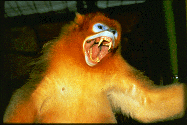 A golden snub nosed monkey yawns, showing large canine teeth.