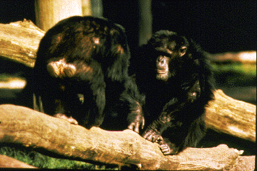 An adult chimpanzee with back to camera begins to bow to a second chimpanzee.