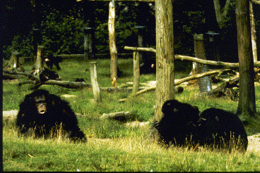 Three chimpanzees in a zoo enclosure. The adult male on the left facing the camera is getting ready to run by the animals on the right.