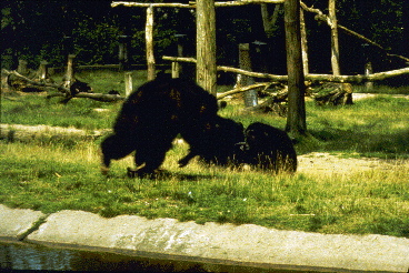 Adult male chimpanzee runs past two other chimpanzees. Edge of enclosure is marked by moat in the foreground.