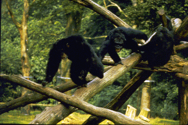 Three chimpanzees on climbing structure in zoo enclosure. Piloerected animal in front had been displaying. Male in center is chasing him away.