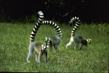 Three ring-tailed lemurs from a captive group stand with tails in 'question mark' position. Animals are wearing identification collars.