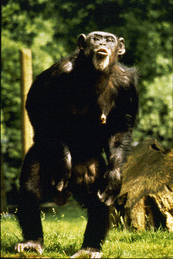 Adult male chimpanzee stands bipedally and hoots.