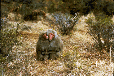 Two adult Japanese macaques huddle together.