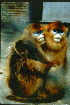 Two golden snub-nosed monkeys, living in a Chinese research facility, embrace.