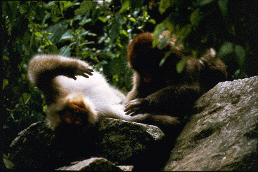 A female Japanese macaque lies on her back while another animal grooms her.