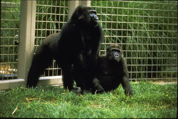 Adult female lowland gorilla (standing), living in a zoo group, stares at an opponent off-camera. A juvenile sits near her.