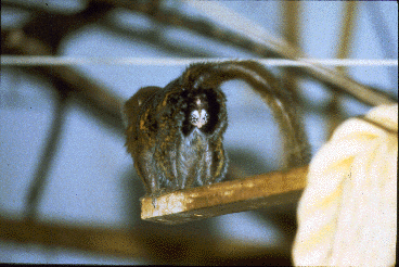 A pygmy marmoset, a South American monkey, viewed from the rear.