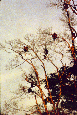 A group of monkeys sits high in a bare tree.