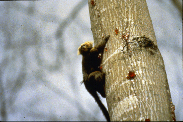 Very small monkey with reddish head clings to a tree trunk. Notice beads of sap on tree.