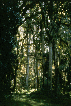 View of a forest floor. Most is shaded, but there is an obvious spot of sunlight.