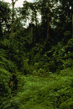 Human with backpack in foreground looks at remnant of forest left after logging.