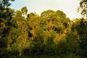 A forest in Borneo. In foreground shorter, younger trees; mature trees in background.