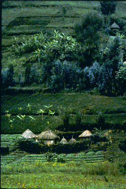 An African farm. The human habitat of buildings and fields surrounds a small patch of forest.