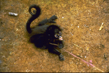 A young South American monkey is pulled along the ground on a leash.