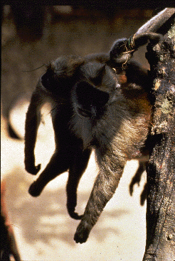 Two monkeys, killed by African hunters, hang from a tree branch.