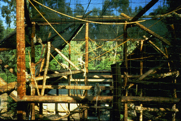 Another zoo enclosure. A large wooden climbing structure surrounded by a mesh roof and fence. Several langurs are visible.