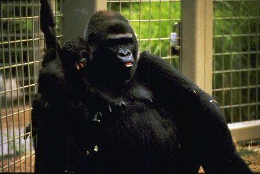 Mother lowland gorilla with young infant.