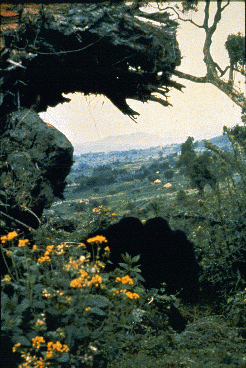 In the foreground, gorillas sit amidst flowers. Fields and buildings are visible in the background.