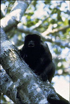 A black monkey, with mouth open, sits in a tree.