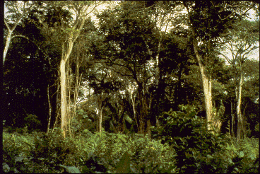 A forest in Belize.