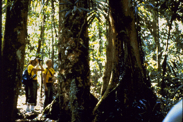 Three humans stand under the protected trees and look for monkeys.