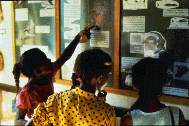 Inside the museum, young visitors examine a display on the reptiles who live in the same area as the howler monkeys.