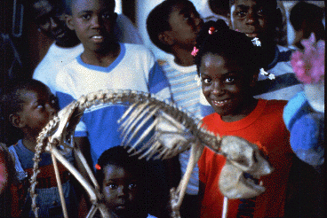 Children in the museum look at the mounted skeleton of a howler monkey.