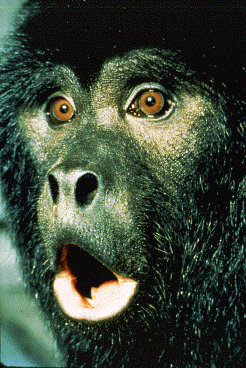 Closeup of a howler monkey.