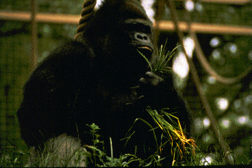 A lowland gorilla gazes into the future.