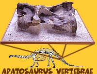 Apatosaurus vertebrae