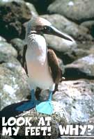 Blue footed booby