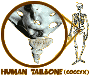 Human tailbone