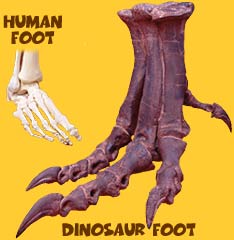 Human and dinosaur feet