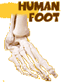 Human foot