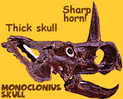 Monoclonius skull