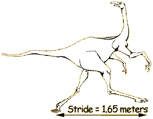 Struthiomimus's stride