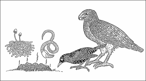 Diagram of a cowpat food cahin - Image: DoC