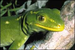 This green tree gecko may have yellow offspring which makes it difficult to camouflage themselves in their tree habitat - Image: DoC