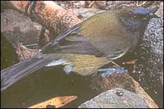 The New Zealand bellbird or korimako - Image: DoC