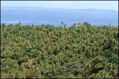 Once weed pests are controlled native species like these cabbage trees can re-establish - Image: Heurisko Ltd. Camera provided by Lacklands Ltd.