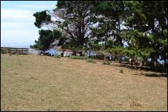 Stock grazed on Tiritiri Matangi until the lease expired in 1972 - Image: Heurisko Ltd. Camera provided by Lacklands Ltd.