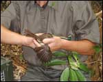 Rosalie holds a hihi, ready to release it. Click to enlarge : Image - Heurisko Ltd. Camera provided by Lacklands Ltd.