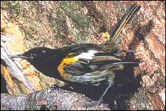 Both male and female hihi have upward tilting tails - Image: DoC