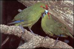 Kakariki were an accidental release to the island and are thriving in the forest - Image: Geoff Moon