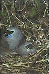 Harriers have been known to eat kokako eggs and chicks - Image: DoC